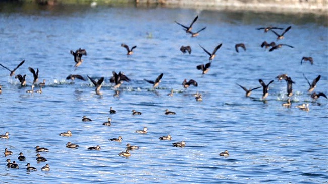 बड़ा तालाब में प्रवासी पक्षी पहुंचने लगे