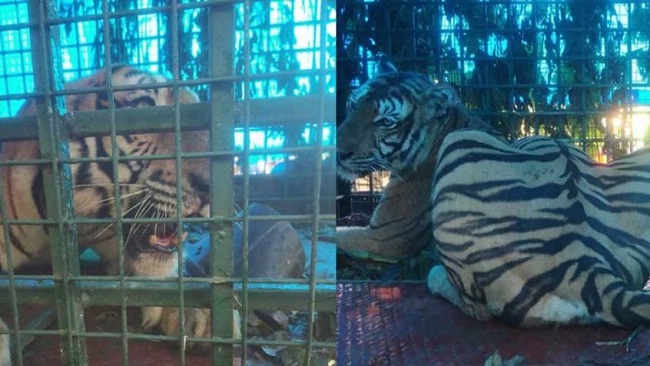 वायनाड का आदमखोर बाघ जाल में पकड़ा गया