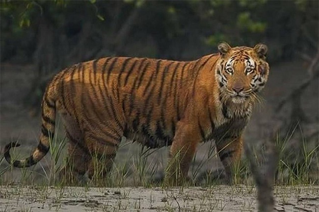 रात में बाघ की दहाड़ और सुबह उसके पैरों के निशान का दिखना