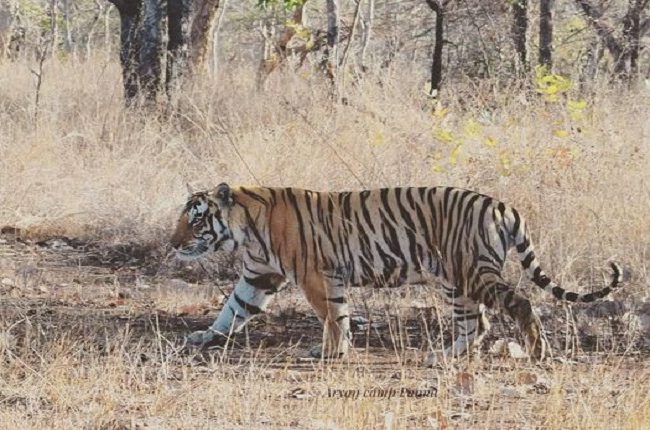 वीडियो, बरकट्ठा जंगल में अभी आराम फरमा रहा है बाघ