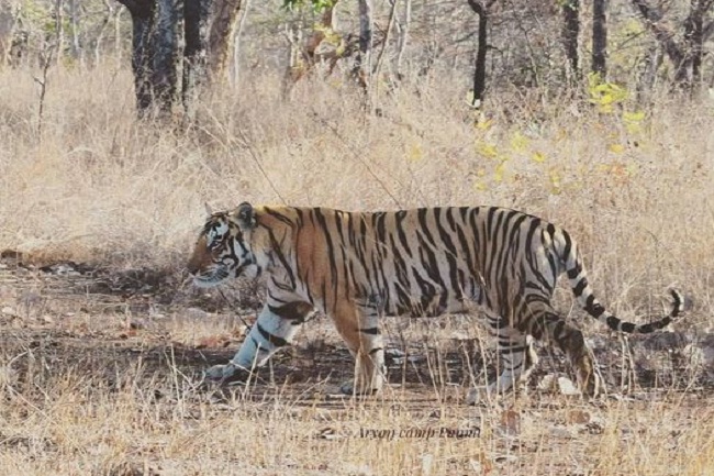 वीडियो, बरकट्ठा जंगल में अभी आराम फरमा रहा है बाघ