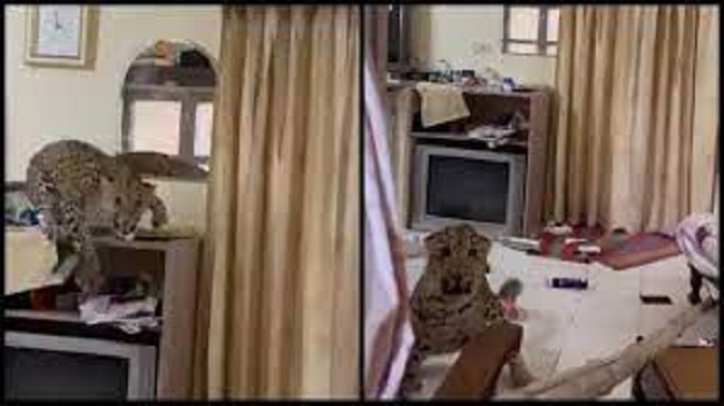 हेरिटेज होटल के कमरे में घुसा तेंदुआ पकड़ा गया