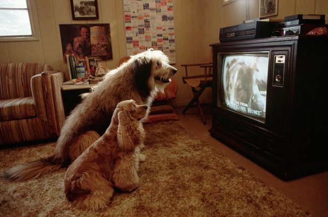 कुत्ता टीवी पर जानवर देखना पसंद करता है