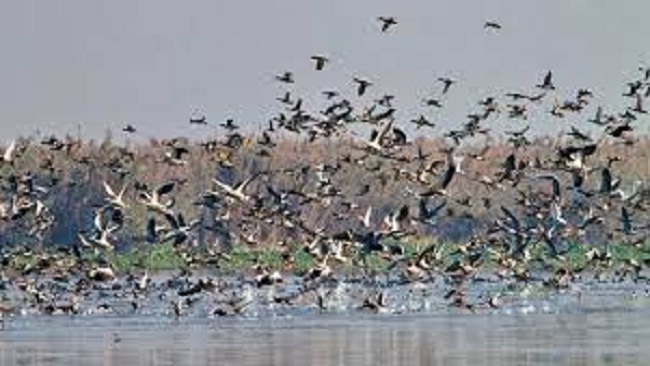 चिल्का में ग्यारह लाख से अधिक प्रवासी पक्षी
