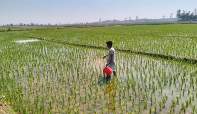 बांग्लादेश के किसान अपने खेतों में लौटे