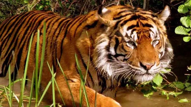 आदमखोर बाघ के हमले में घायल मछुआरे की मौत