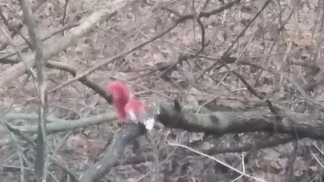न्यूयार्क में लाल गिलहरी का राज जल्दी खोजा गया