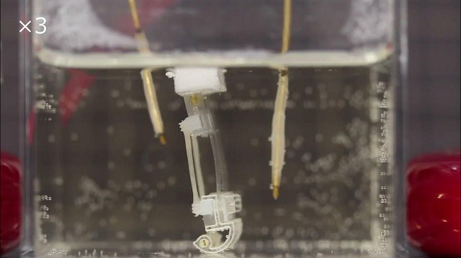 मांसपेशियों के ऊतकों से रोबोट डिजाइन