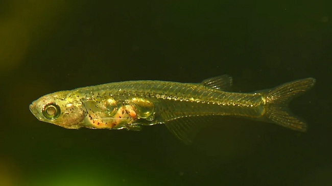 इस छोटी मछली के एक गुण ने वैज्ञानिकों को हैरान किया