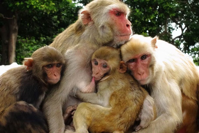 उम्रदराज बंदरों में सामाजिक नेटवर्क सिकुड़ रहा है