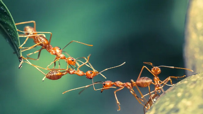 अब चींटियां भी अपना ठिकाना बदल रही है