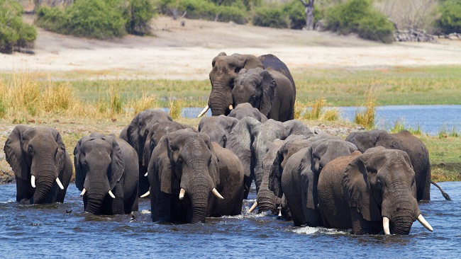 बीस हजार हाथी भेज देंगे देश में