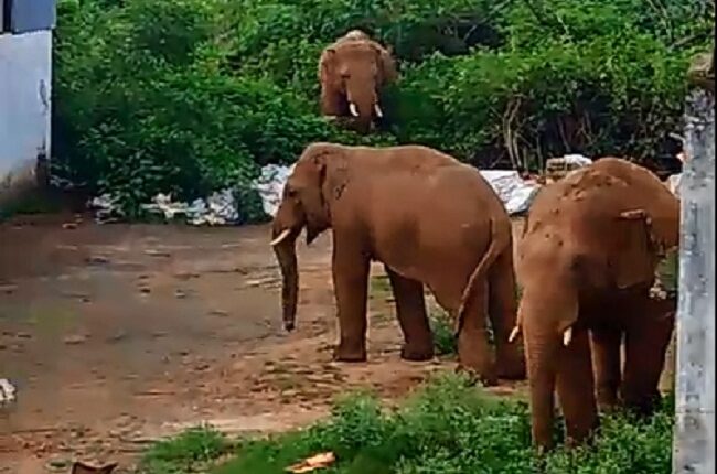 डेढ़ सौ हाथियों का झूंड आबादी के इलाके में, देखें वीडियो