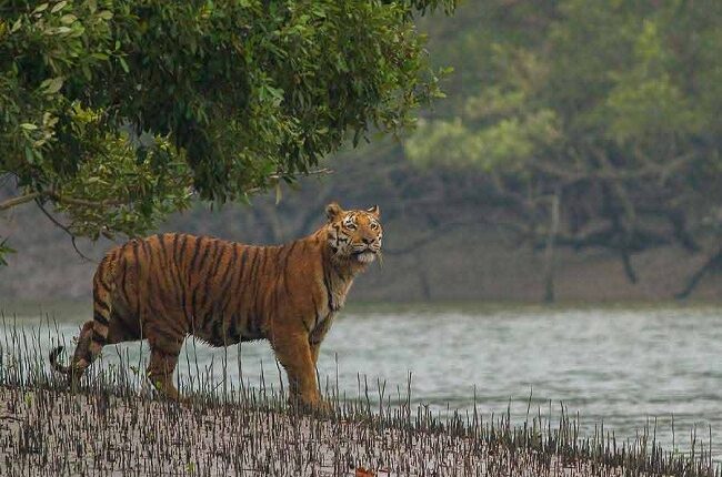 बंगी जंगल में युवक पर बाघ का हमला